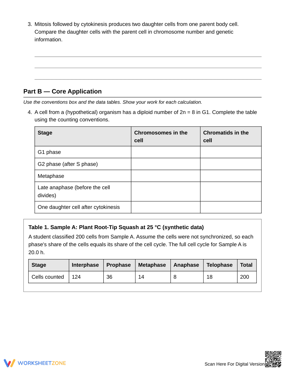 Printable Cell Cycle & Mitosis Worksheet | Grade 9 Biology - Page 2