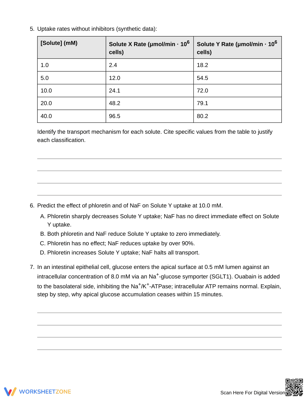 Complete Membrane Transport Worksheet | Grade 10 Biology - Page 3