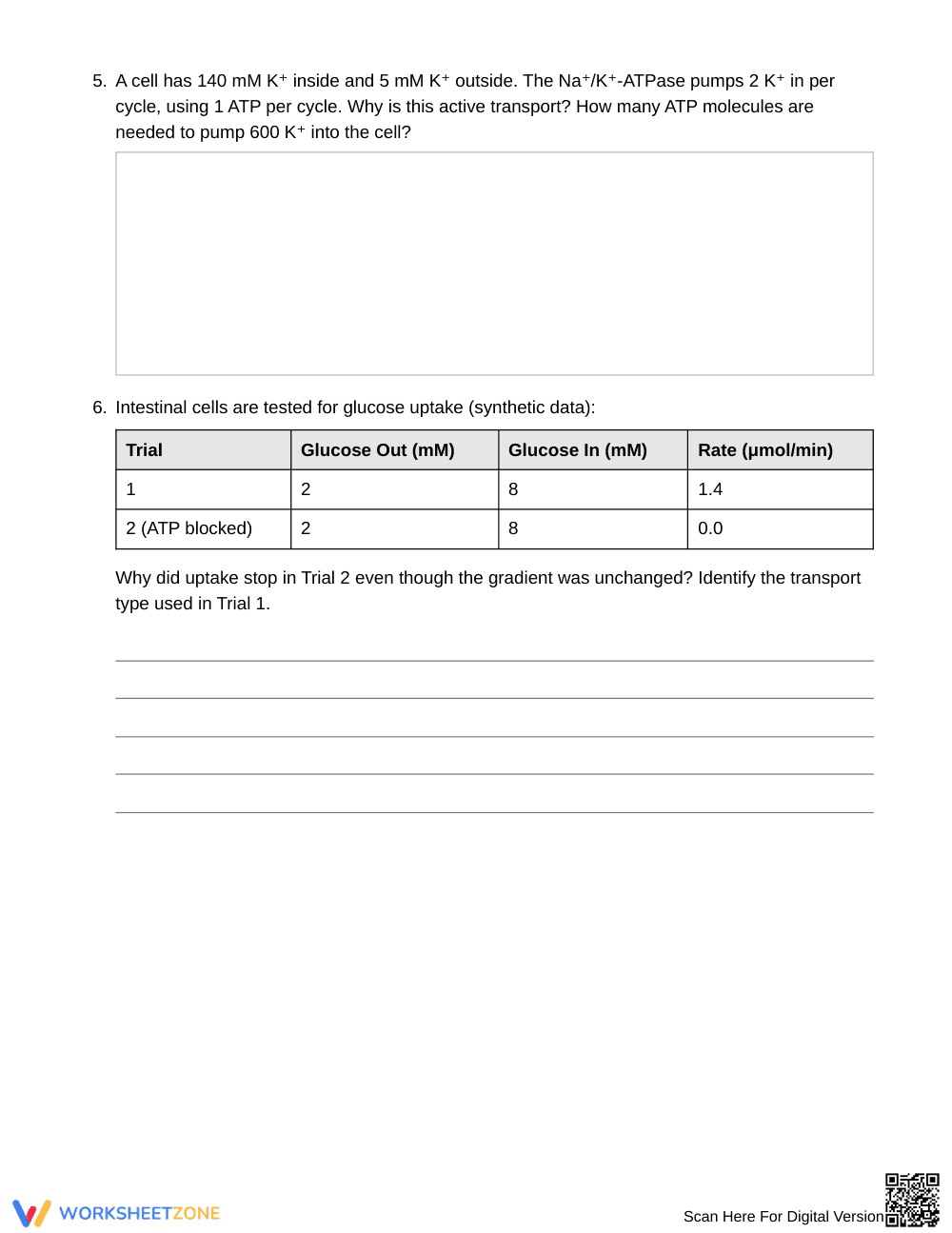 Complete Gradients & ATP Dependence Worksheet | Grade 10 - Page 3