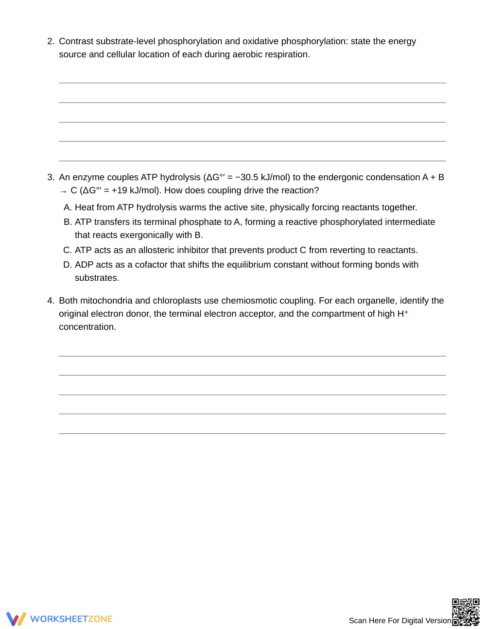 Printable ATP Cycling & Energy Coupling Worksheet - Page 2