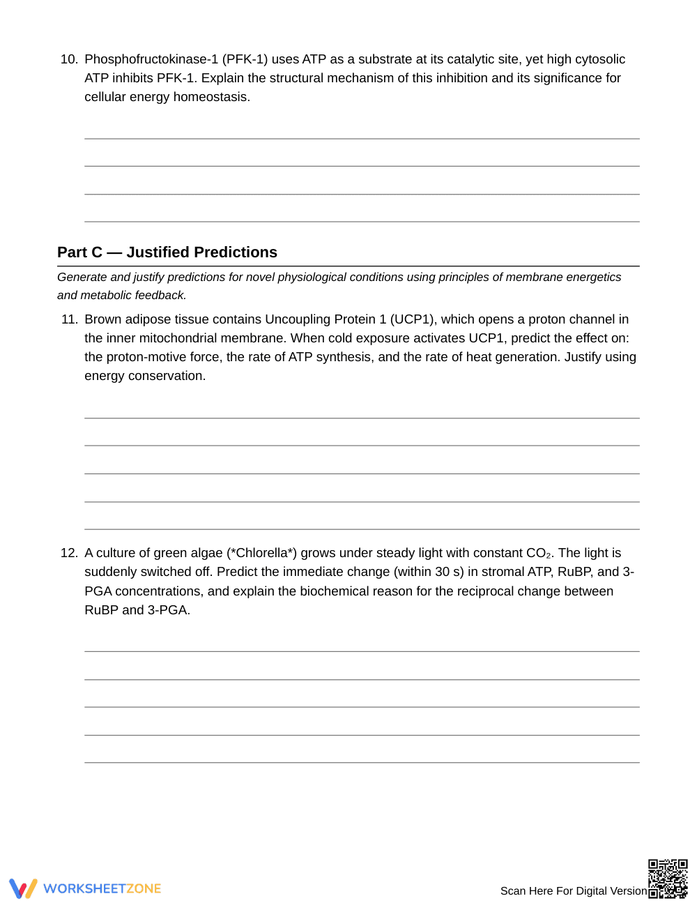 Printable ATP Cycling & Energy Coupling Worksheet - Page 5