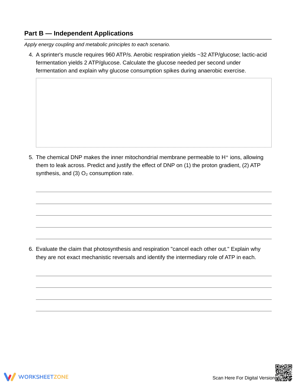 Essential Cellular Energy Flow Worksheet | Grade 10 Biology - Page 3