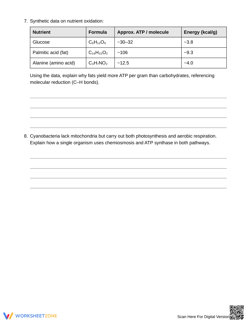 Essential Cellular Energy Flow Worksheet | Grade 10 Biology - Page 4