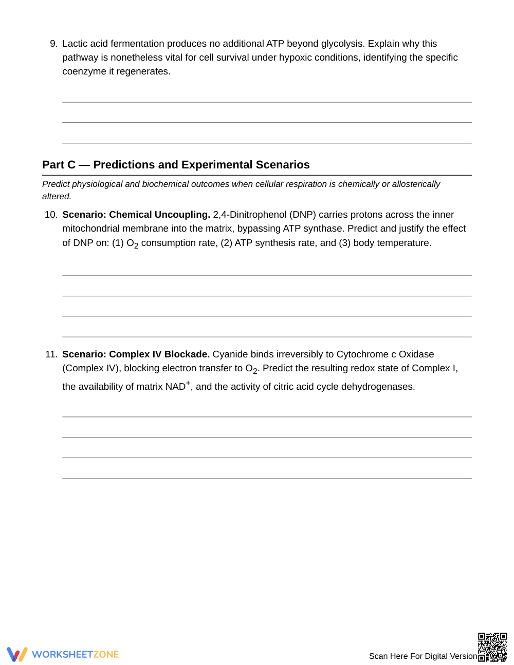 Complete Cellular Respiration Worksheet | Grade 10 - Page 4