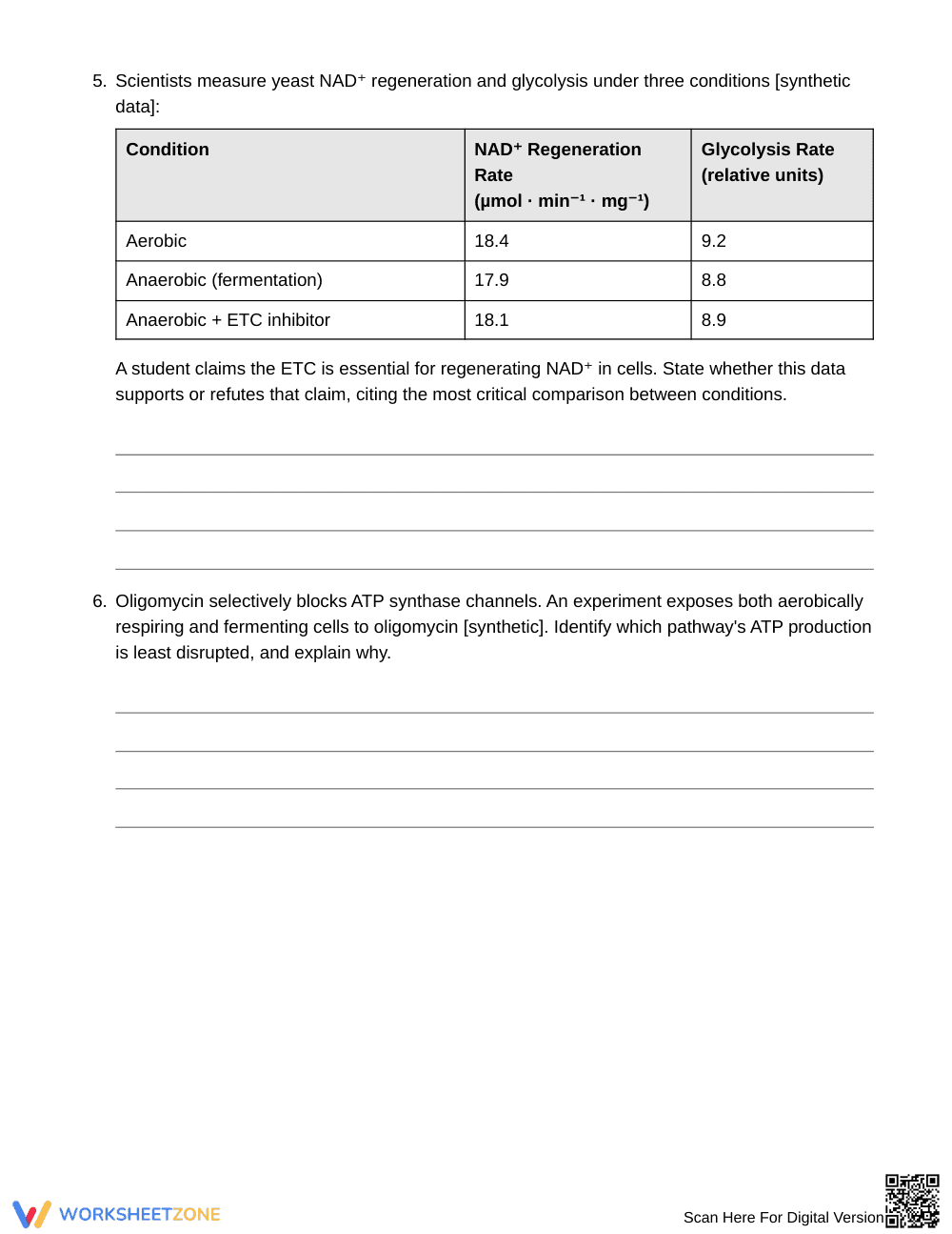 Ready Aerobic & Fermentation Worksheet | Grade 10 Biology - Page 3