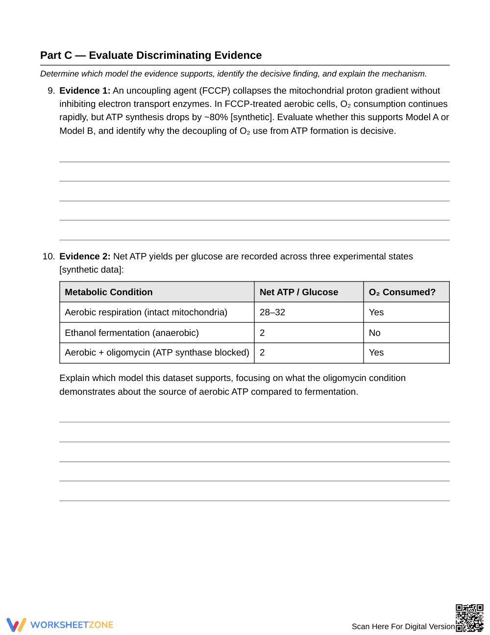 Ready Aerobic & Fermentation Worksheet | Grade 10 Biology - Page 5