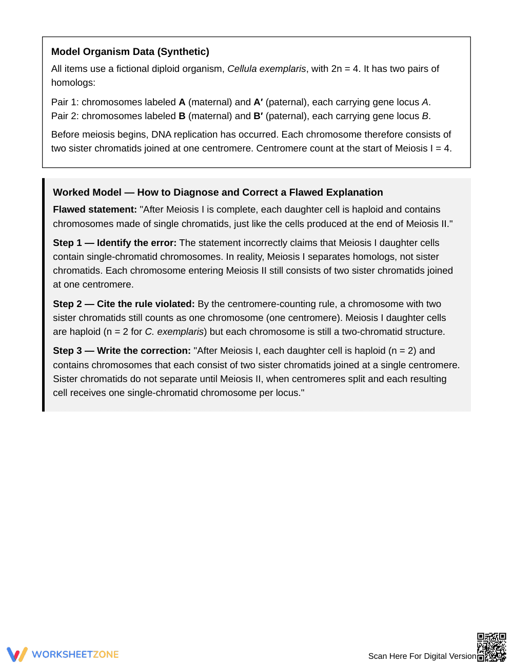 Essential Meiosis I and II Worksheet | Grade 10 Biology - Page 2