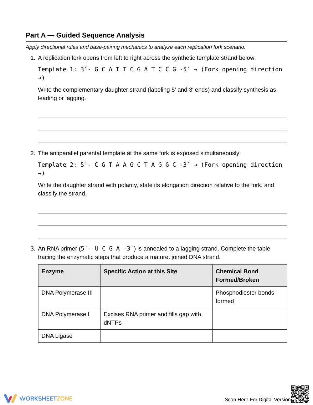 Complete DNA Strand Synthesis Worksheet | Grade 10 Biology - Page 2