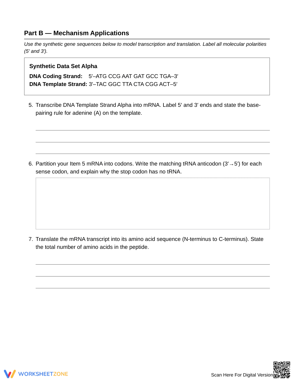 Complete Protein Synthesis Worksheet | Grade 10 Biology - Page 3