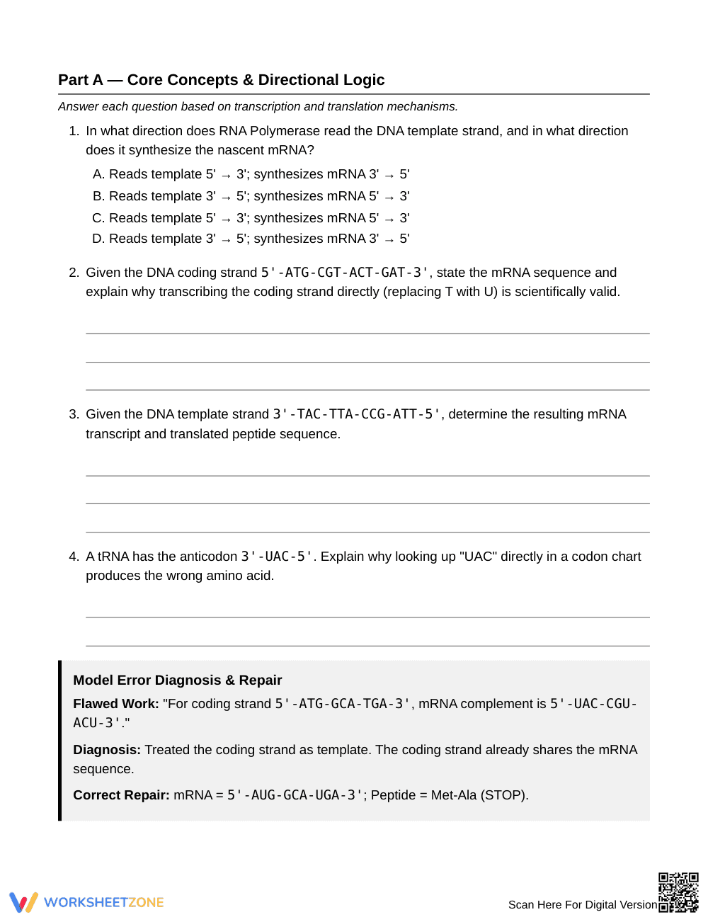 Complete Protein Synthesis Worksheet | Grade 10 Biology - Page 2