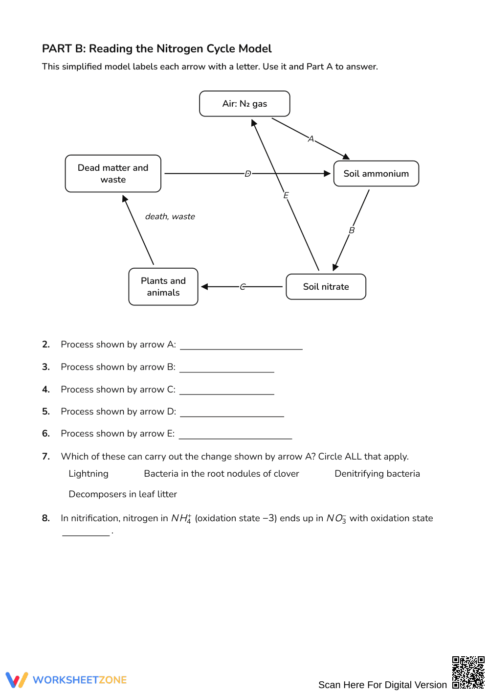 Essential Nitrogen Cycle Worksheet | Grades 9-12 Science - Page 2