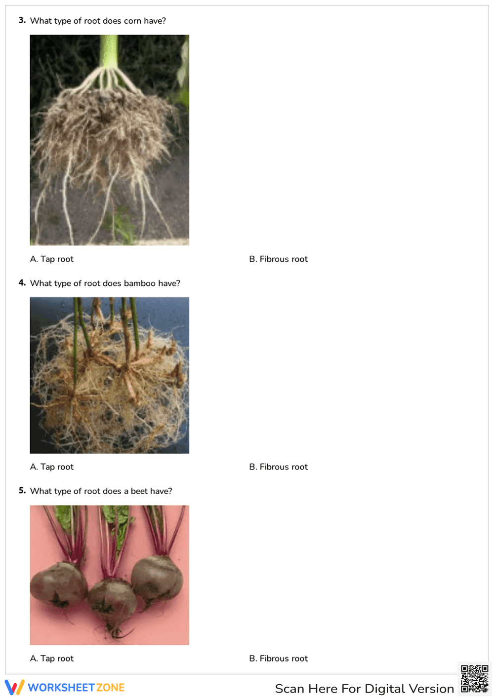 Types of Roots Worksheet | Grade 1-3 Essential Science - Page 2