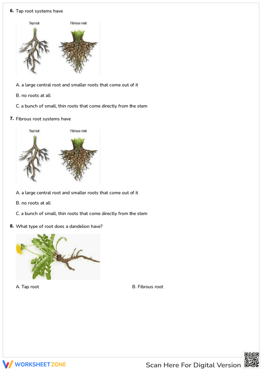 Types of Roots Worksheet | Grade 1-3 Essential Science - Page 3