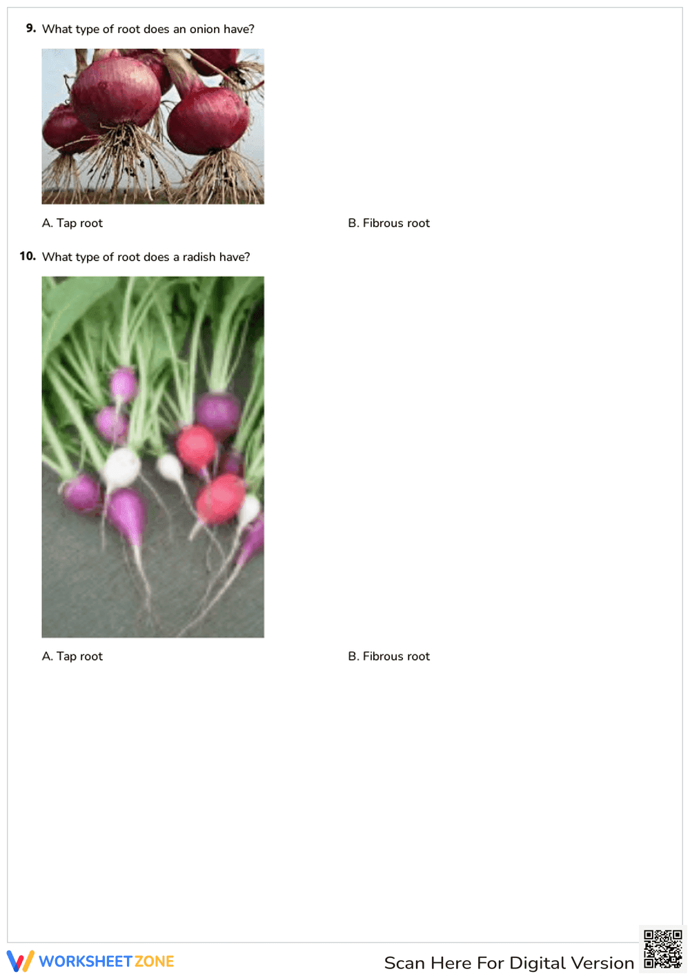 Types of Roots Worksheet | Grade 1-3 Essential Science - Page 4