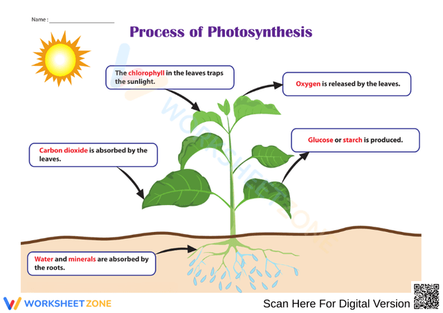 Photosynthesis Lesson.pdf Photosynthesis Diagram Worksheet