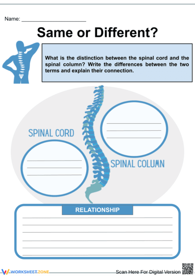 Spinal Column Worksheet Spinal Cord vs Spinal Column Worksheet