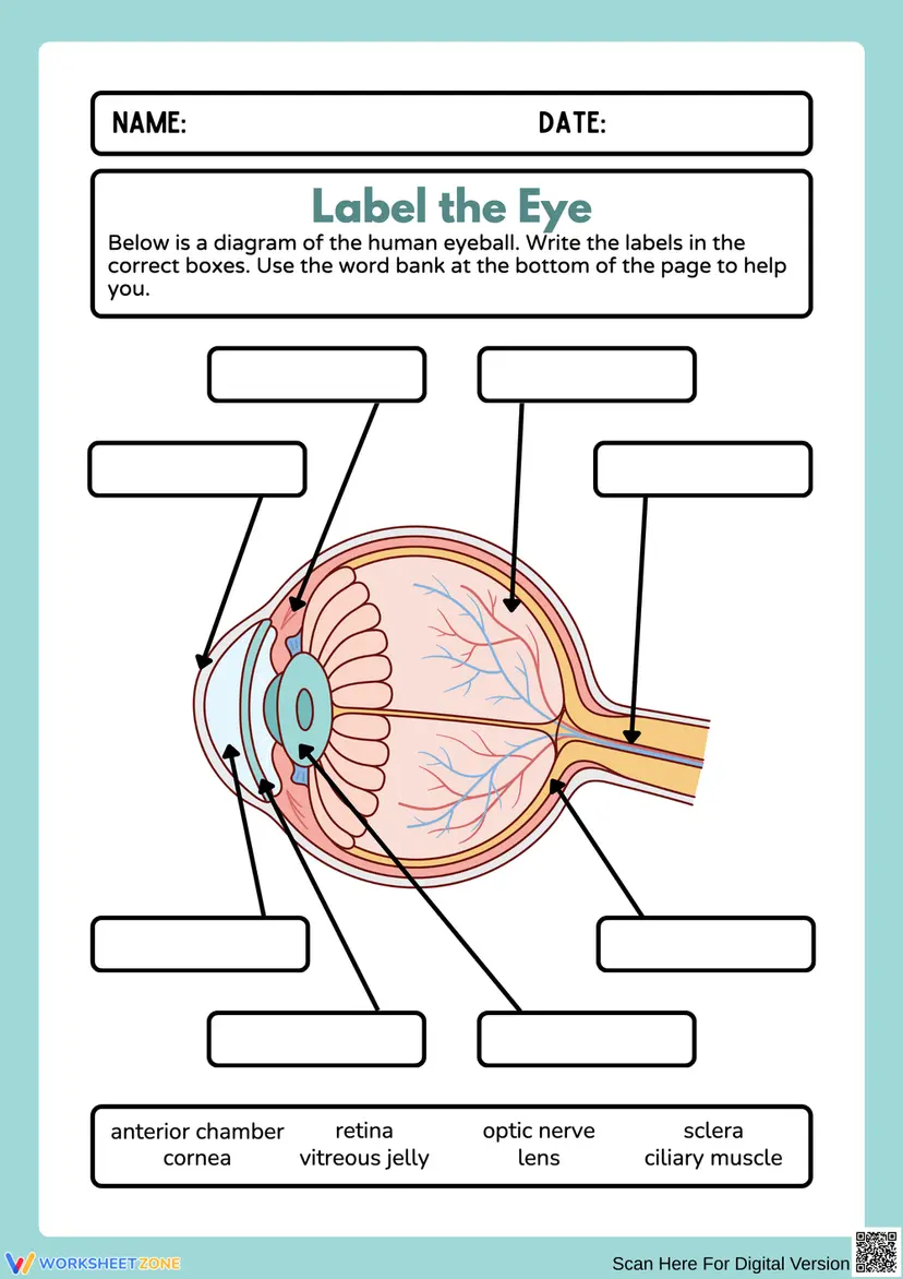 Eyes Labelling Human Eye Anatomy Labeling Diagram Worksheets
