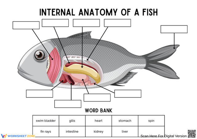 Labling A Fish Internal Anatomy of a Fish Labeling Worksheet