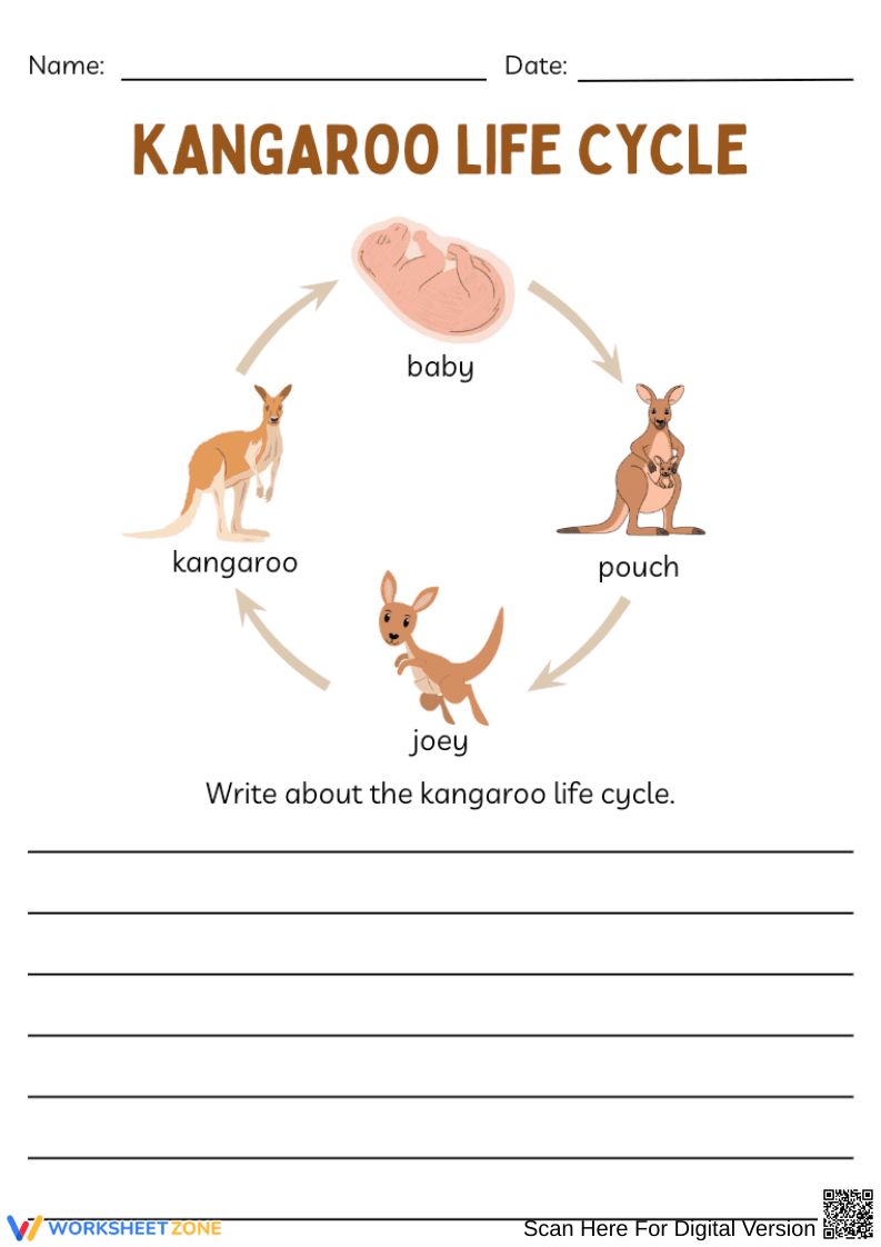 Kangaroo Life Cycle Writing Worksheet