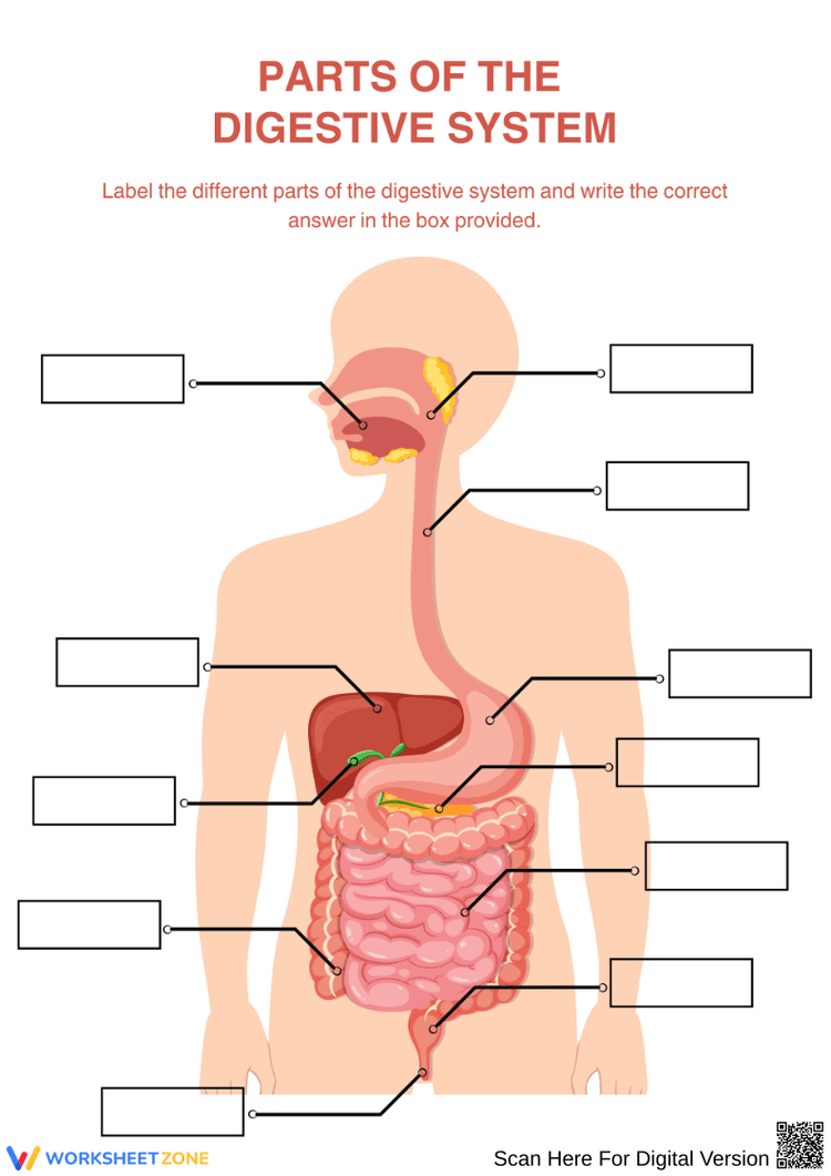 Digestive Part Labelling Parts of the Digestive System Labeling Worksheet