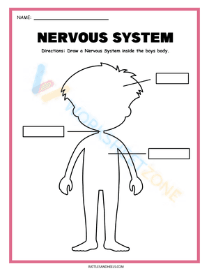 Draw the Nervous System