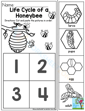 Life cycle of a honeybee 2