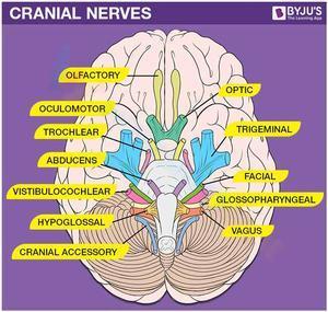 Cranial nerves worksheet 3