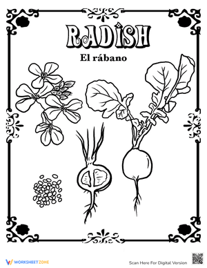 Radish in Spanish