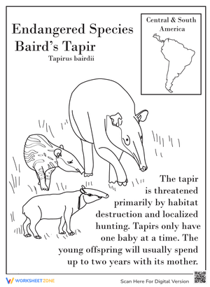 Endangered Species: Baird's Tapir