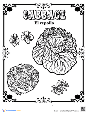 Cabbage in Spanish
