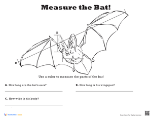 Measure Length: Bat!