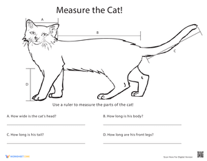 Measure Length: Cat!