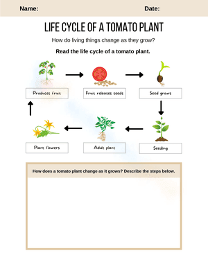 Life Cycle of a Tomato Plant