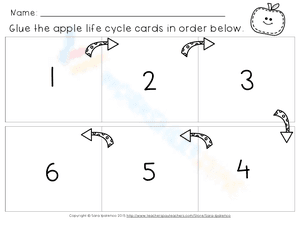 Life Cycle of an Apple Sequencing