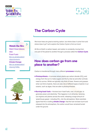 Carbon Cycle Worksheet