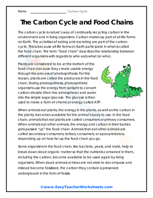 The Carbon Cycle and Food Chains