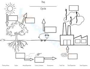 Carbon Cycle Template