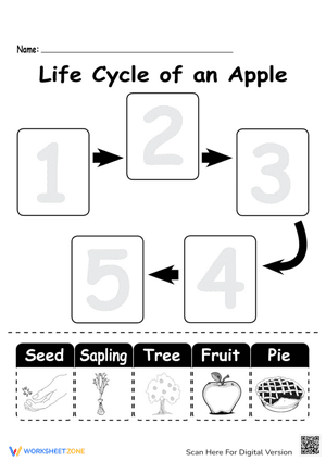 Apple Tree Life Cycle Worksheet