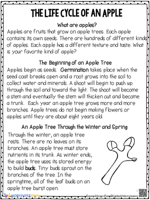 The Life Cycle of an Apple Reading