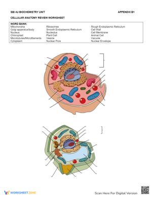 Cellular Anatomy Review