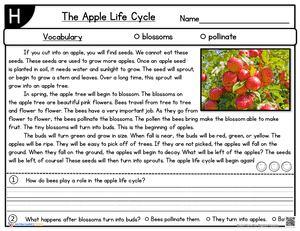 The Apple Life Cycle