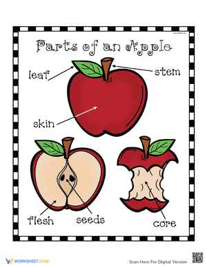 Parts of an Apple Poster