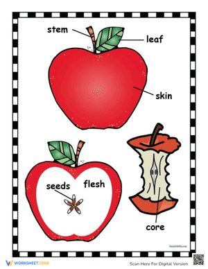 All about apple worksheet