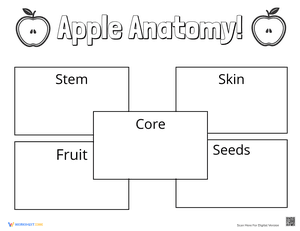Apple Anatomy Lab Activity