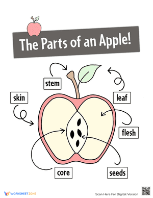 The Parts of an Apple Poster