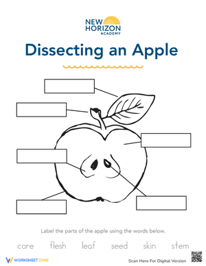 Dissecting an Apple Worksheet