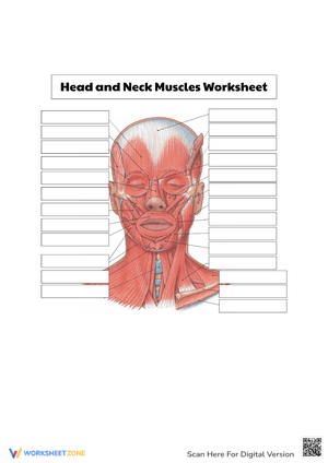 Blank Head and Neck Muscles Diagram