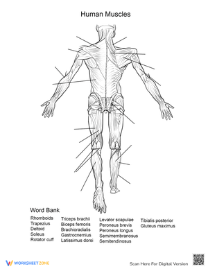 Human Muscles Back View Worksheet