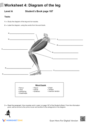 Diagram of the Leg