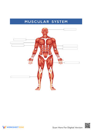 Muscular System Diagram Worksheet